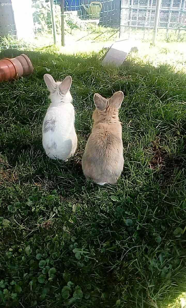 2 Zwergkanninchen. Die beiden ( braun und weiß) sind männlich und über 5 jahre alt.
