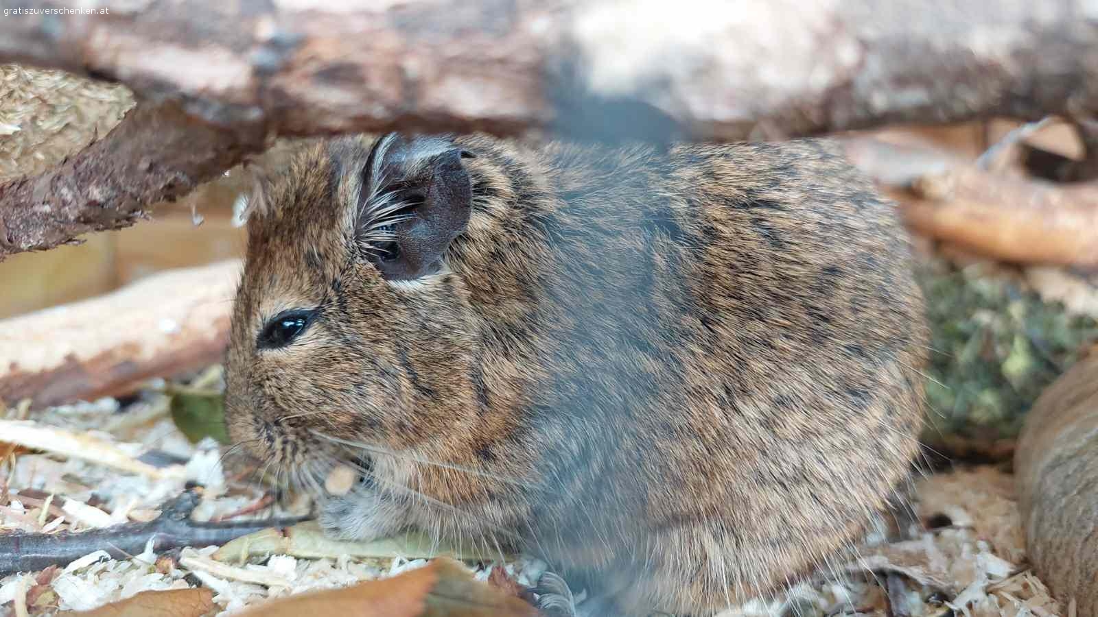 3 Degus mit Käfig zu verschenken. 3 Degus, 1,5 Jahre alt, alles Männchen, nur gemeinsam abzugeben.
Degus sind sehr gesellige Tiere und brauchen ihre Familie/Gruppe.