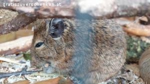 3 Degus mit Käfig zu verschenken. 3 Degus, 1,5 Jahre alt, alles Männchen, nur gemeinsam abzugeben.
Degus sind sehr gesellige Tiere und brauchen ihre Familie/Gruppe.