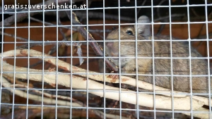 3 Degus mit Käfig zu verschenken. 3 Degus, 1,5 Jahre alt, alles Männchen, nur gemeinsam abzugeben.
Degus sind sehr gesellige Tiere und brauchen ihre Familie/Gruppe.