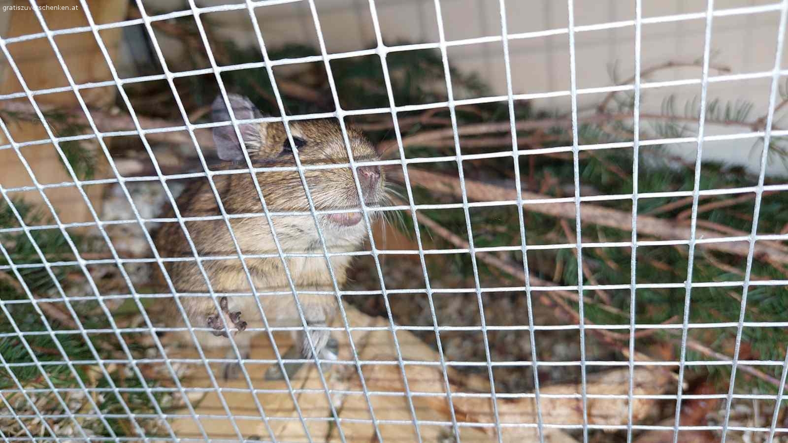 3 Degus mit Käfig zu verschenken. 3 Degus, 1,5 Jahre alt, alles Männchen, nur gemeinsam abzugeben.
Degus sind sehr gesellige Tiere und brauchen ihre Familie/Gruppe.