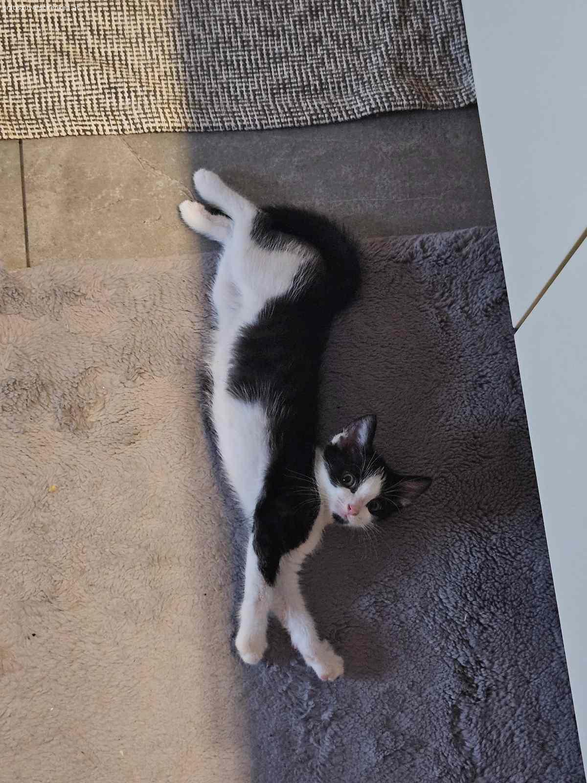 3 Monate altes Katzenmädchen. Suche neues Zuhause für 3 Monate altes Katzenmädchen!

Hab sie gefunden und kann sie leider nicht behalten! Sie bekommt Klo, Futter und Spielzeug mit, was ich derweil gekauft habe!

Bei Interesse WhatsApp…

Abzuholen wäre sie in 8282 Bad Loipersdorf/Steiermark