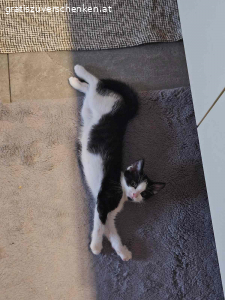 3 Monate altes Katzenmädchen. Suche neues Zuhause für 3 Monate altes Katzenmädchen!

Hab sie gefunden und kann sie leider nicht behalten! Sie bekommt Klo, Futter und Spielzeug mit, was ich derweil gekauft habe!

Bei Interesse WhatsApp…

Abzuholen wäre sie in 8282 Bad Loipersdorf/Steiermark