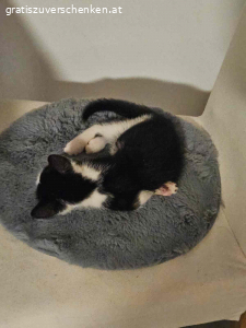 3 Monate altes Katzenmädchen. Suche neues Zuhause für 3 Monate altes Katzenmädchen!

Hab sie gefunden und kann sie leider nicht behalten! Sie bekommt Klo, Futter und Spielzeug mit, was ich derweil gekauft habe!

Bei Interesse WhatsApp…

Abzuholen wäre sie in 8282 Bad Loipersdorf/Steiermark