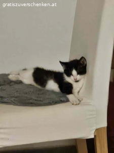 3 Monate altes Katzenmädchen. Suche neues Zuhause für 3 Monate altes Katzenmädchen!

Hab sie gefunden und kann sie leider nicht behalten! Sie bekommt Klo, Futter und Spielzeug mit, was ich derweil gekauft habe!

Bei Interesse WhatsApp…

Abzuholen wäre sie in 8282 Bad Loipersdorf/Steiermark