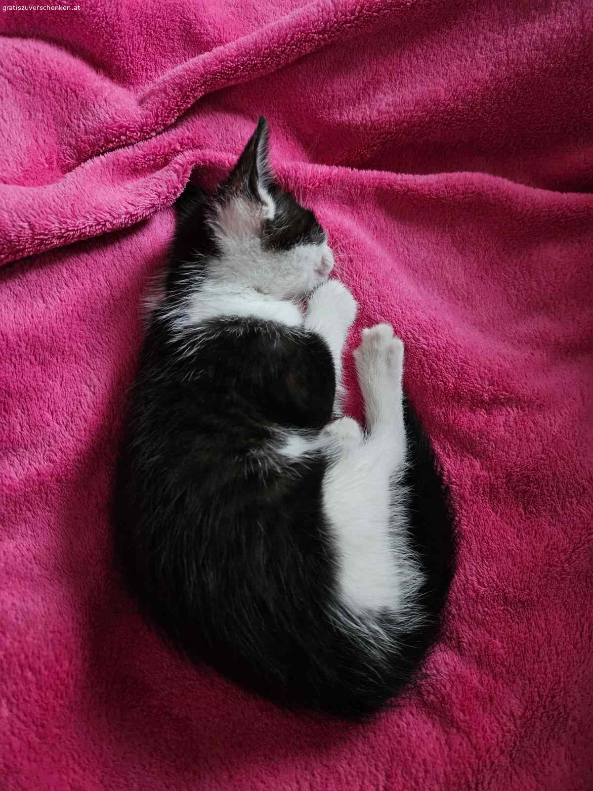 3 Monate altes Katzenmädchen. Suche neues Zuhause für 3 Monate altes Katzenmädchen!

Hab sie gefunden und kann sie leider nicht behalten! Sie bekommt Klo, Futter und Spielzeug mit, was ich derweil gekauft habe!

Bei Interesse WhatsApp…

Abzuholen wäre sie in 8282 Bad Loipersdorf/Steiermark