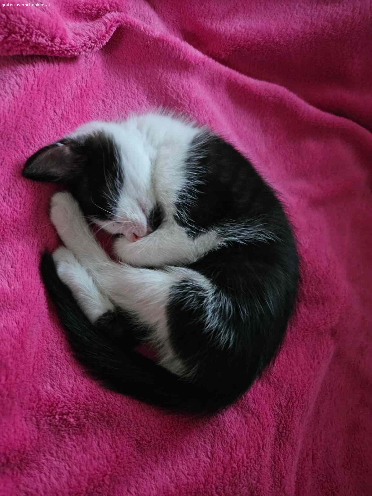 3 Monate altes Katzenmädchen. Suche neues Zuhause für 3 Monate altes Katzenmädchen!

Hab sie gefunden und kann sie leider nicht behalten! Sie bekommt Klo, Futter und Spielzeug mit, was ich derweil gekauft habe!

Bei Interesse WhatsApp…

Abzuholen wäre sie in 8282 Bad Loipersdorf/Steiermark