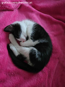 3 Monate altes Katzenmädchen. Suche neues Zuhause für 3 Monate altes Katzenmädchen!

Hab sie gefunden und kann sie leider nicht behalten! Sie bekommt Klo, Futter und Spielzeug mit, was ich derweil gekauft habe!

Bei Interesse WhatsApp…

Abzuholen wäre sie in 8282 Bad Loipersdorf/Steiermark