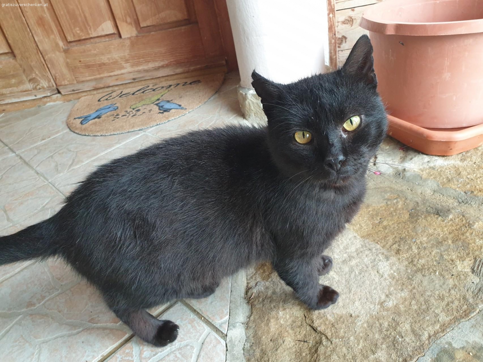 Katze Tiere Gratis zu verschenken