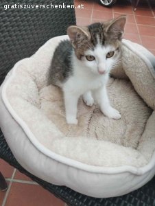 Katzen baby 5 Monat