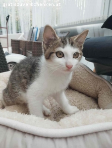 Katzen baby 5 Monat