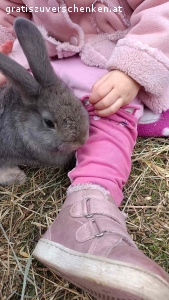 Zwergkaninchen Männchen. 2 Süße Zwergkaninchen Männchen suchen ein neues Zuhause sind Kinder Hunde und Katzen gewohnt

Können schon ausziehen das eine Männchen ist 15 Wochen und das zweite ist 11 Wochen

Bei Interesse gerne einfach anrufen …
